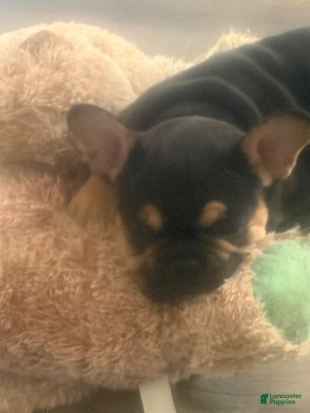 French Bulldog dogs for sale: French Bulldog 1 - Ad 1