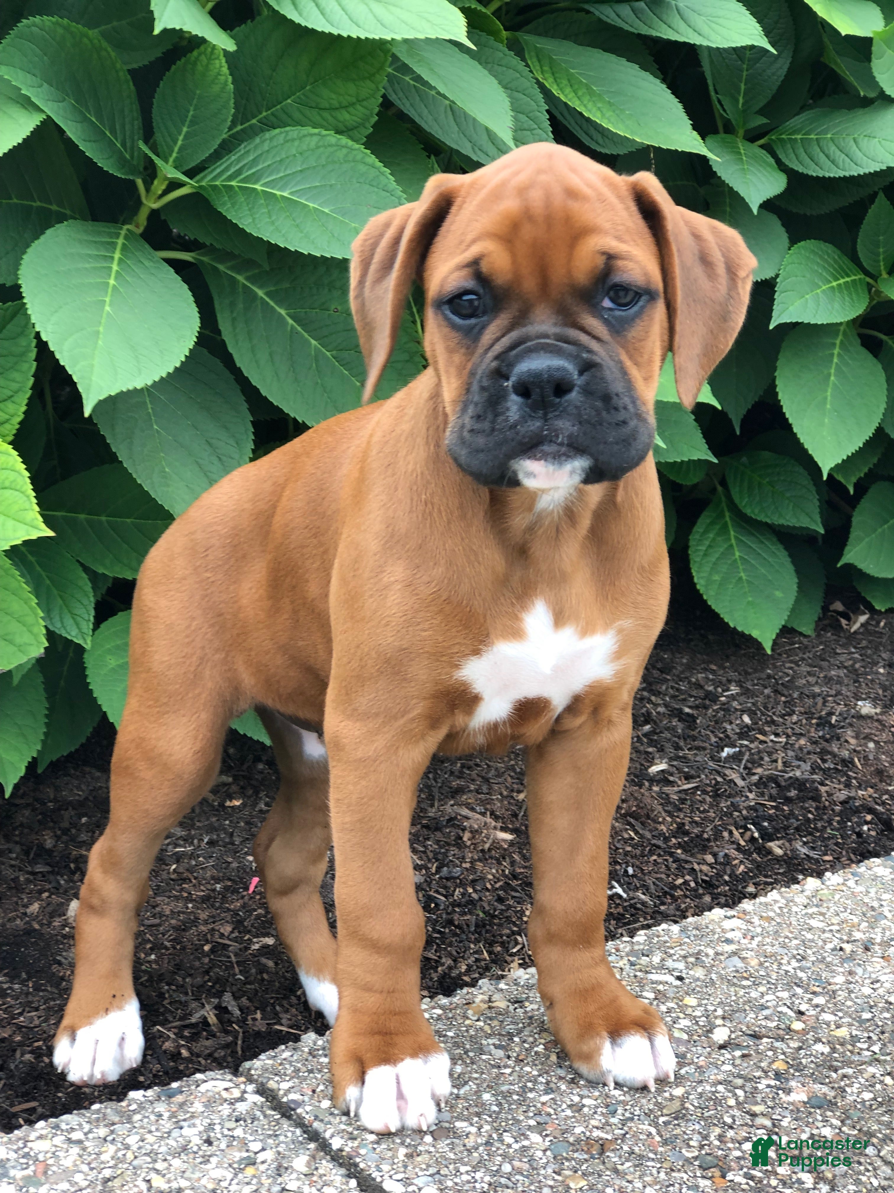 Boxer dogs Chloe - Ad 1