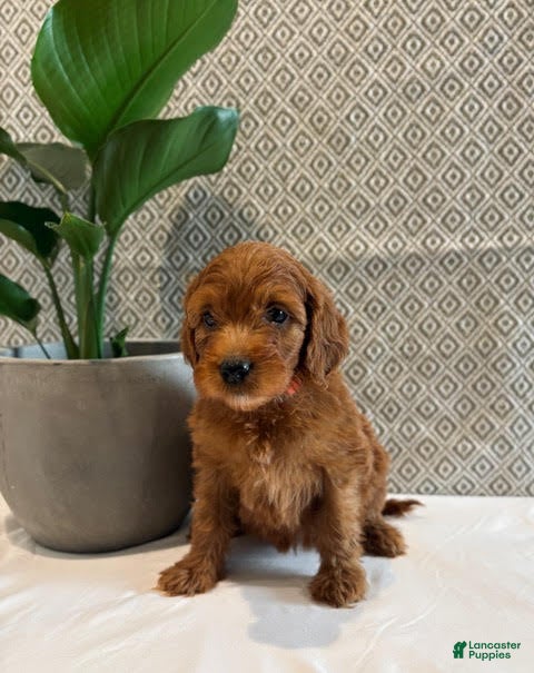 Irish Doodle dogs Cherry - Ad 2