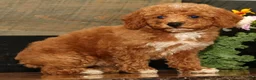 Miniature Poodle dogs for sale: Kyle - Ad 5