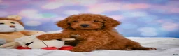 Cavapoo dogs for sale: Daisy - Ad 7