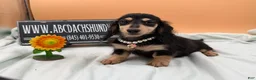 Miniature Dachshund dogs for sale: Carrie’s chocolate  will be 6 lbs- Sale - Ad 4