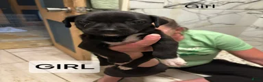 Mixed Breed Puppy 3