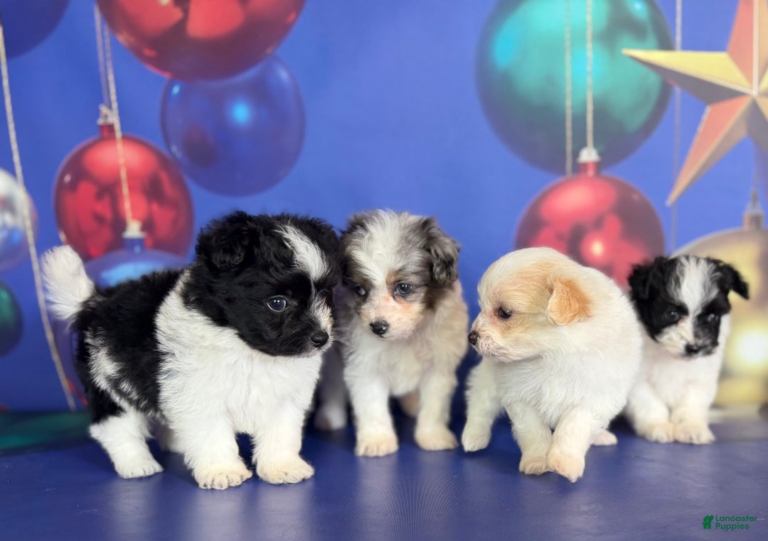 Pomapoo dogs for sale: Cruella - Ad 8