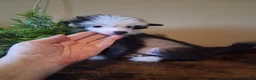 Chinese Crested dogs for sale: Blaze - Ad 2