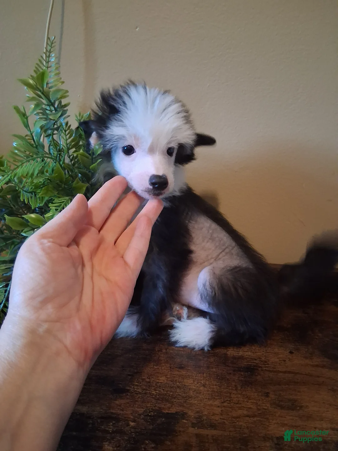 Chinese Crested dogs for sale: Blaze - Ad 2