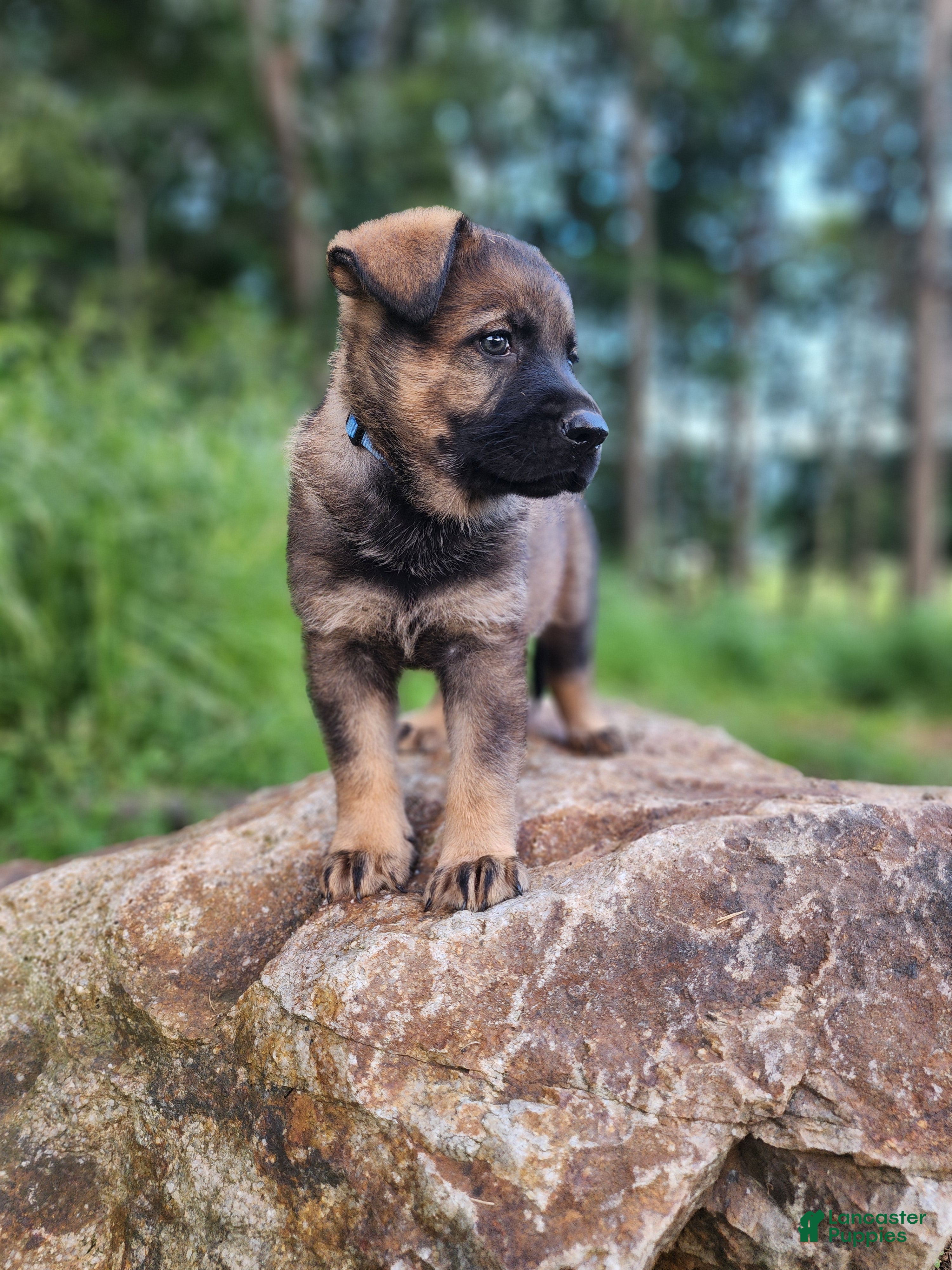 German Shepherd dogs  Thunder - Ad 1
