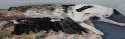 Pug dogs for sale: Chunky dark brindle male pug puppy - Ad 8