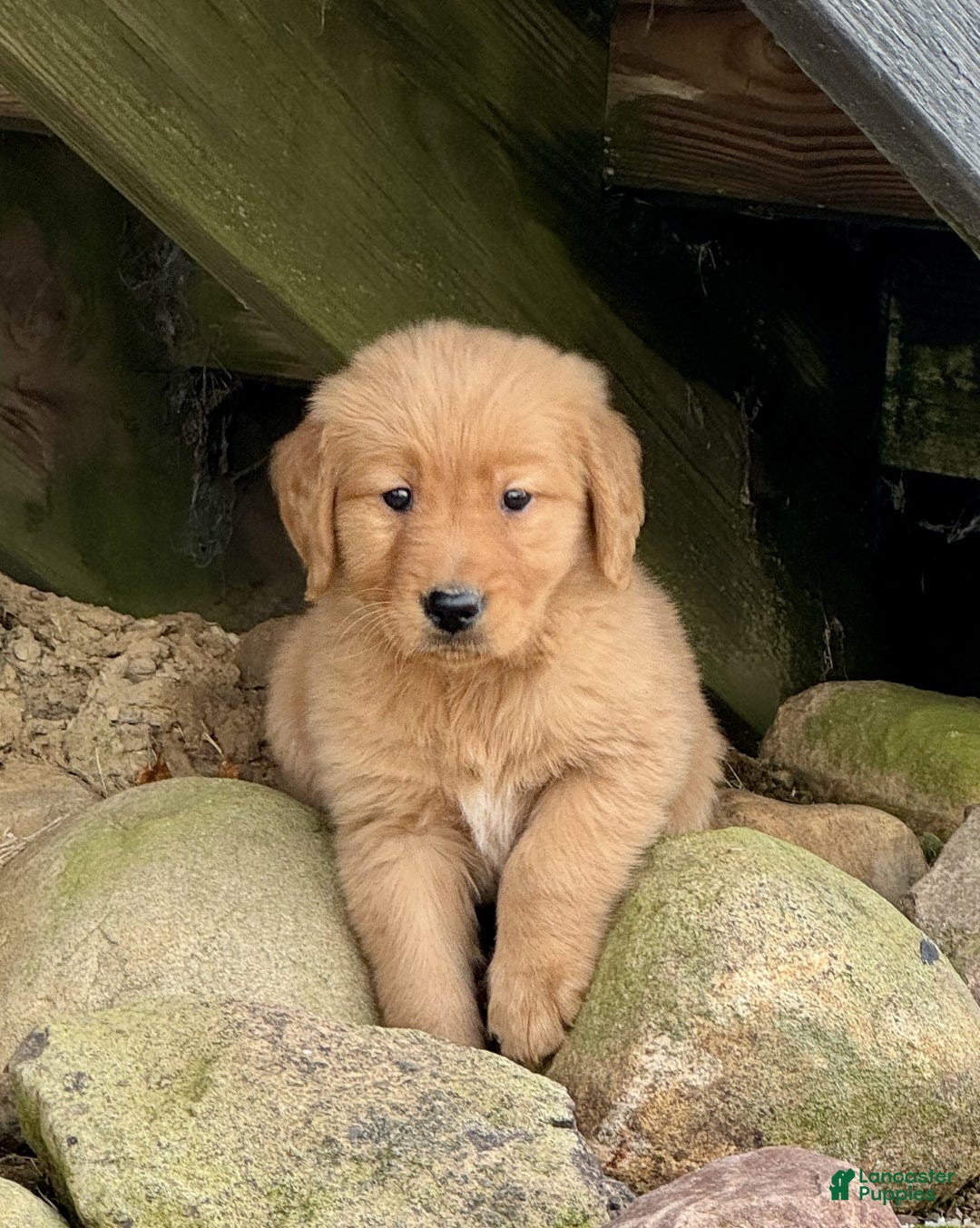 Golden Retriever dogs for sale: Peter - Ad 6