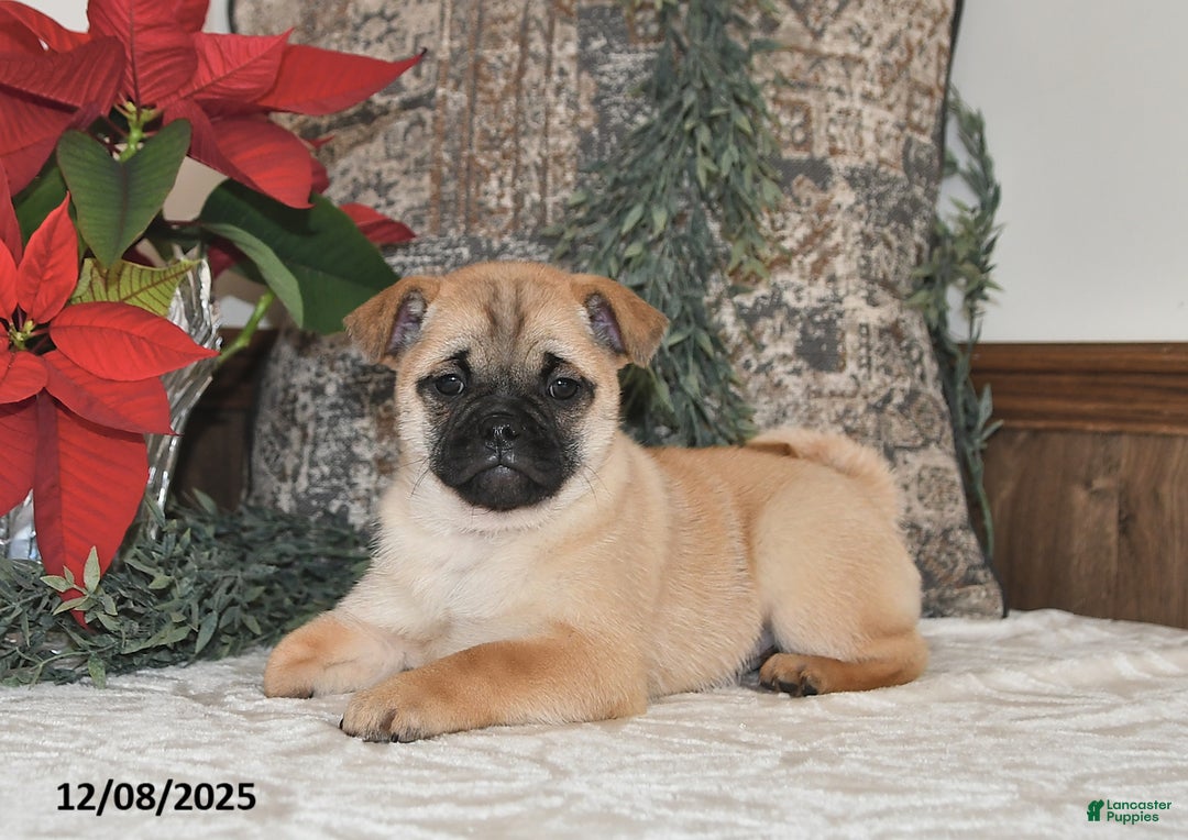 Mixed Breed dogs for sale: Adorable  Special Needs - Ad 2