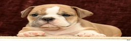 English Bulldog dogs for sale: Jaxson - Ad 3