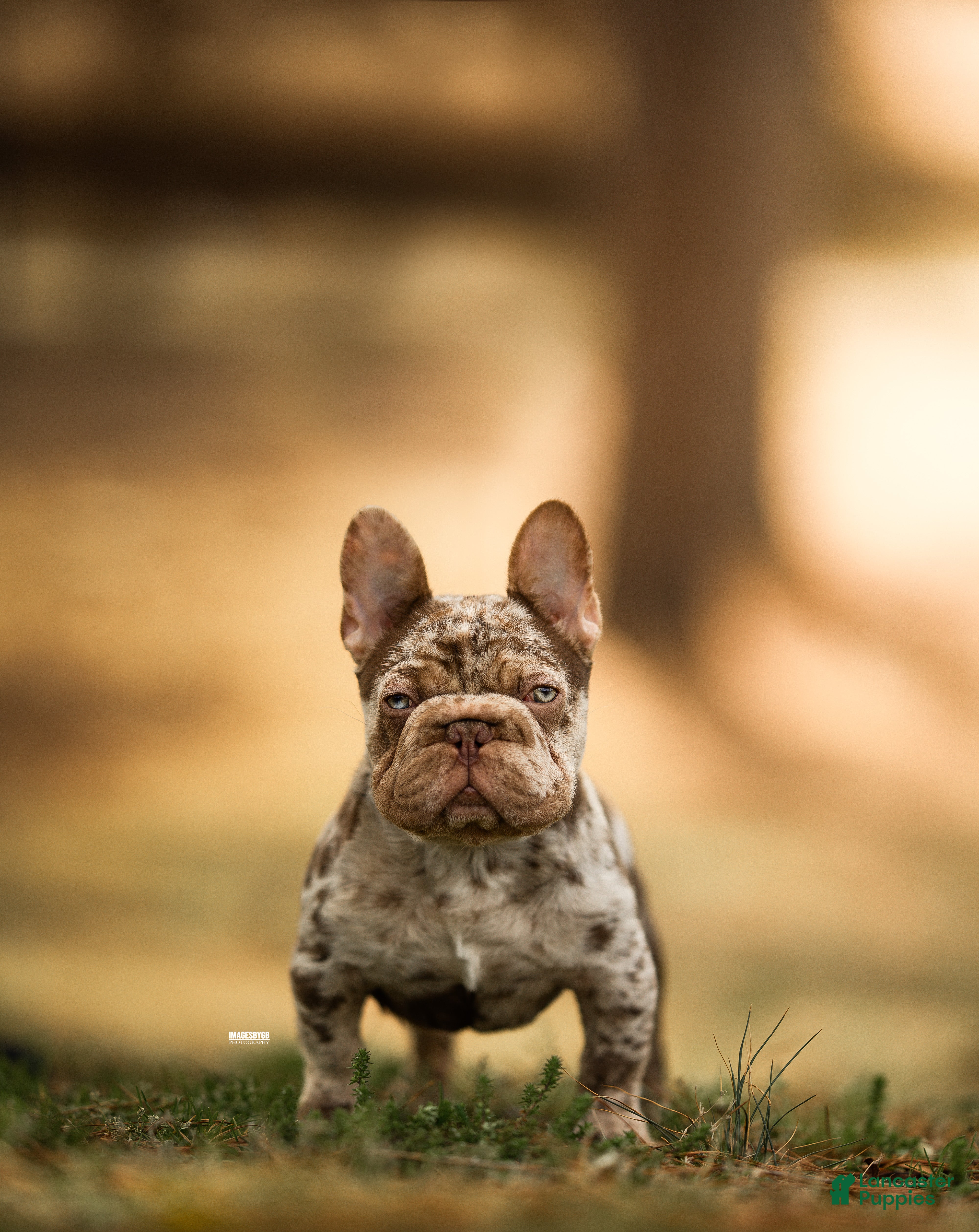 French Bulldog dogs for stud: Bankroll  - Ad 1