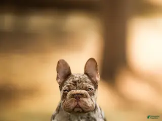 French Bulldog dogs for stud: Bankroll - Ad 1