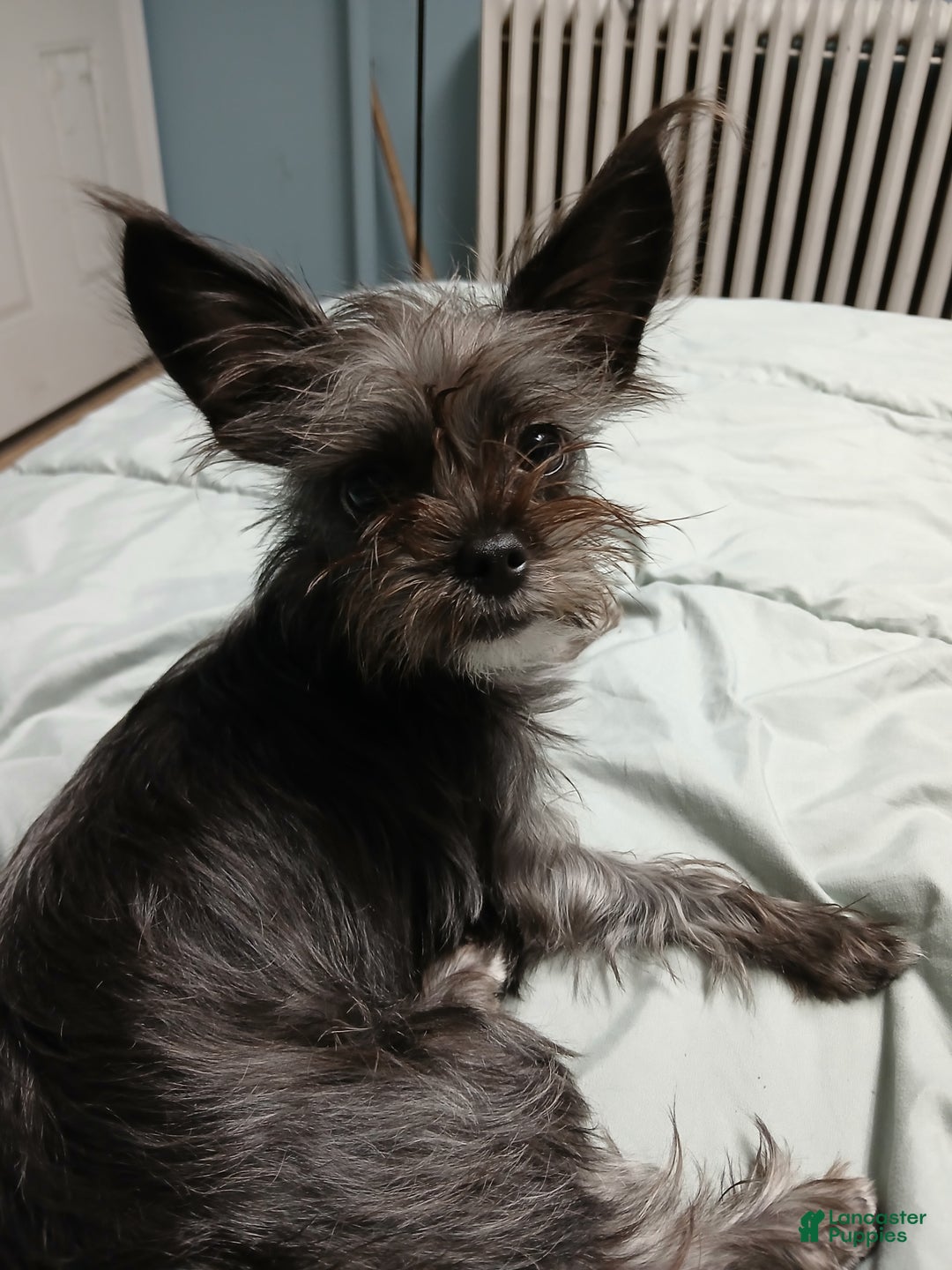 Gallery Image {{count}}