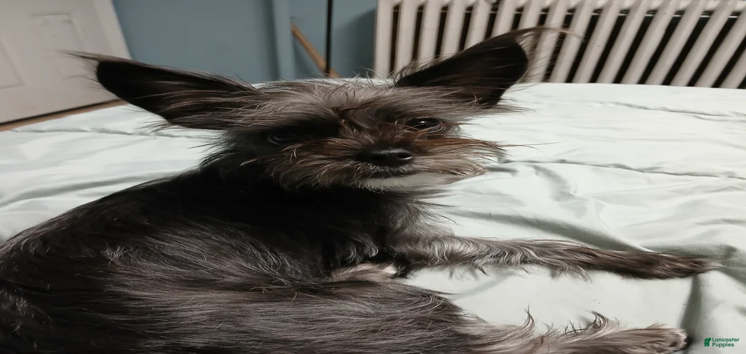 Gallery Image {{count}}