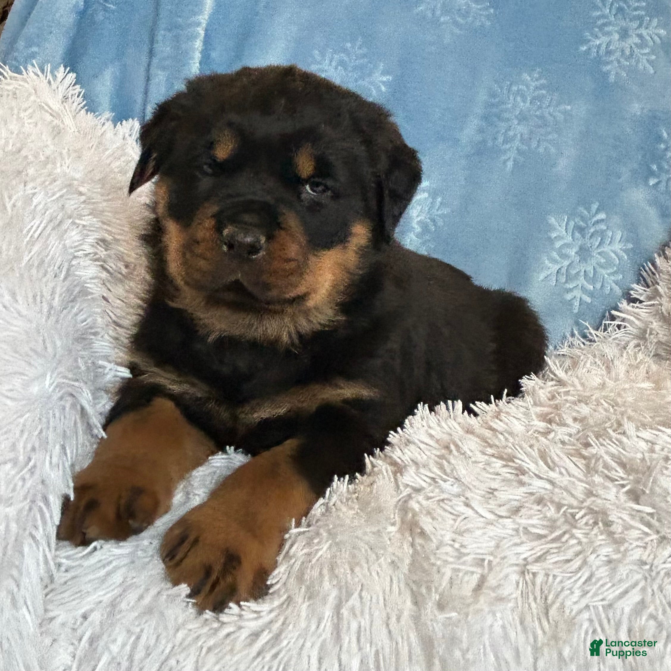 Rottweiler dogs Marshall - Ad 37
