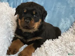 Rottweiler dogs Marshall - Ad 14