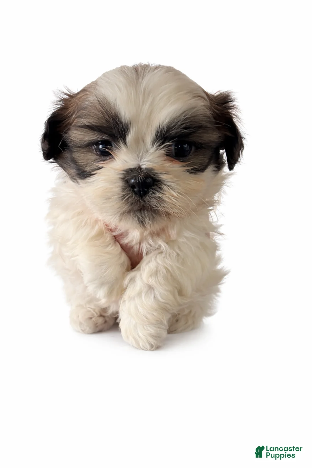 Shih Tzu dogs for sale: Shih Tzu Puppy 1 - Ad 3