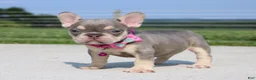 French Bulldog dogs for sale: Chanelle - Ad 3