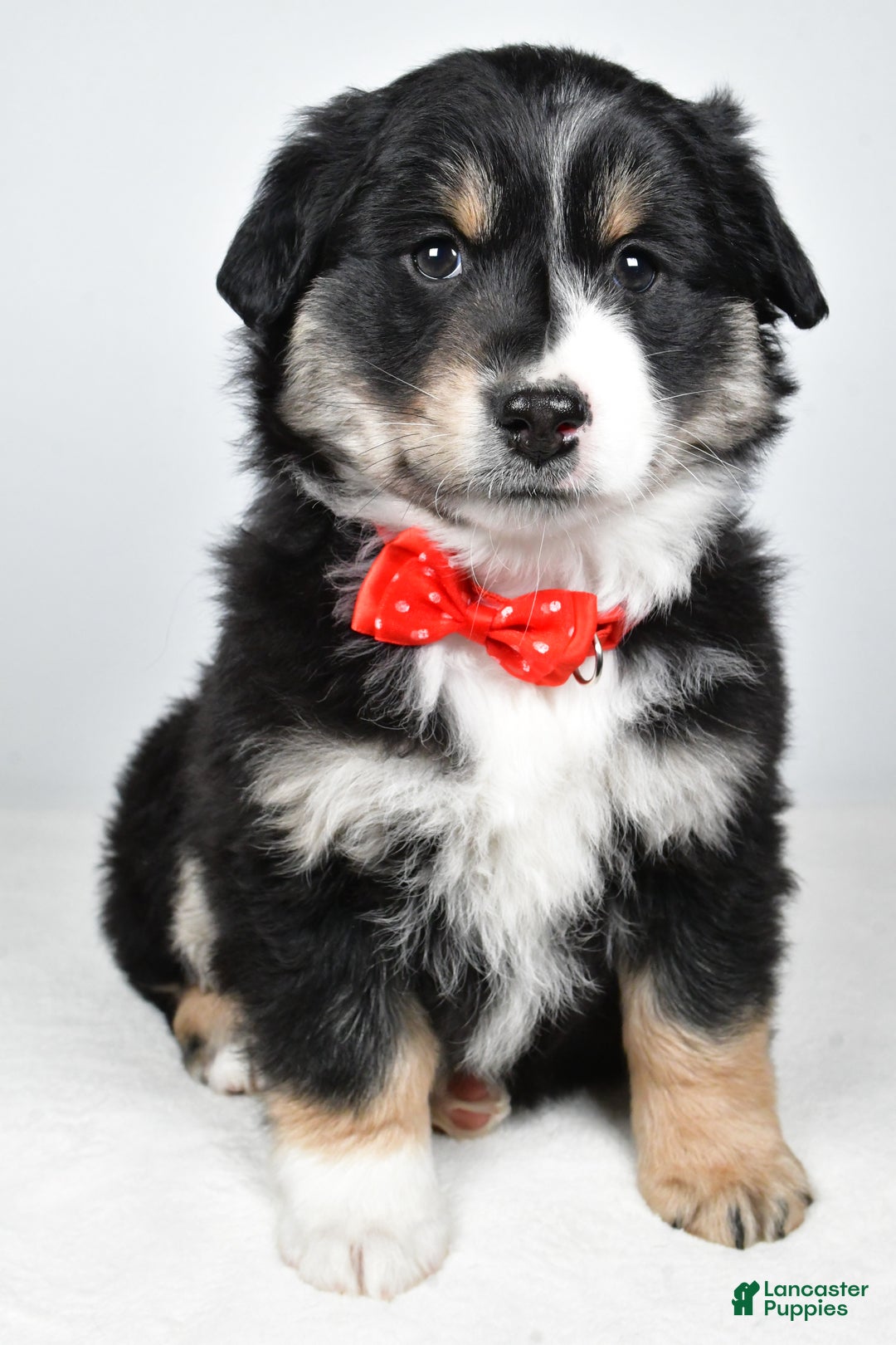 Miniature Australian Shepherd dogs for sale: Robby - Ad 3