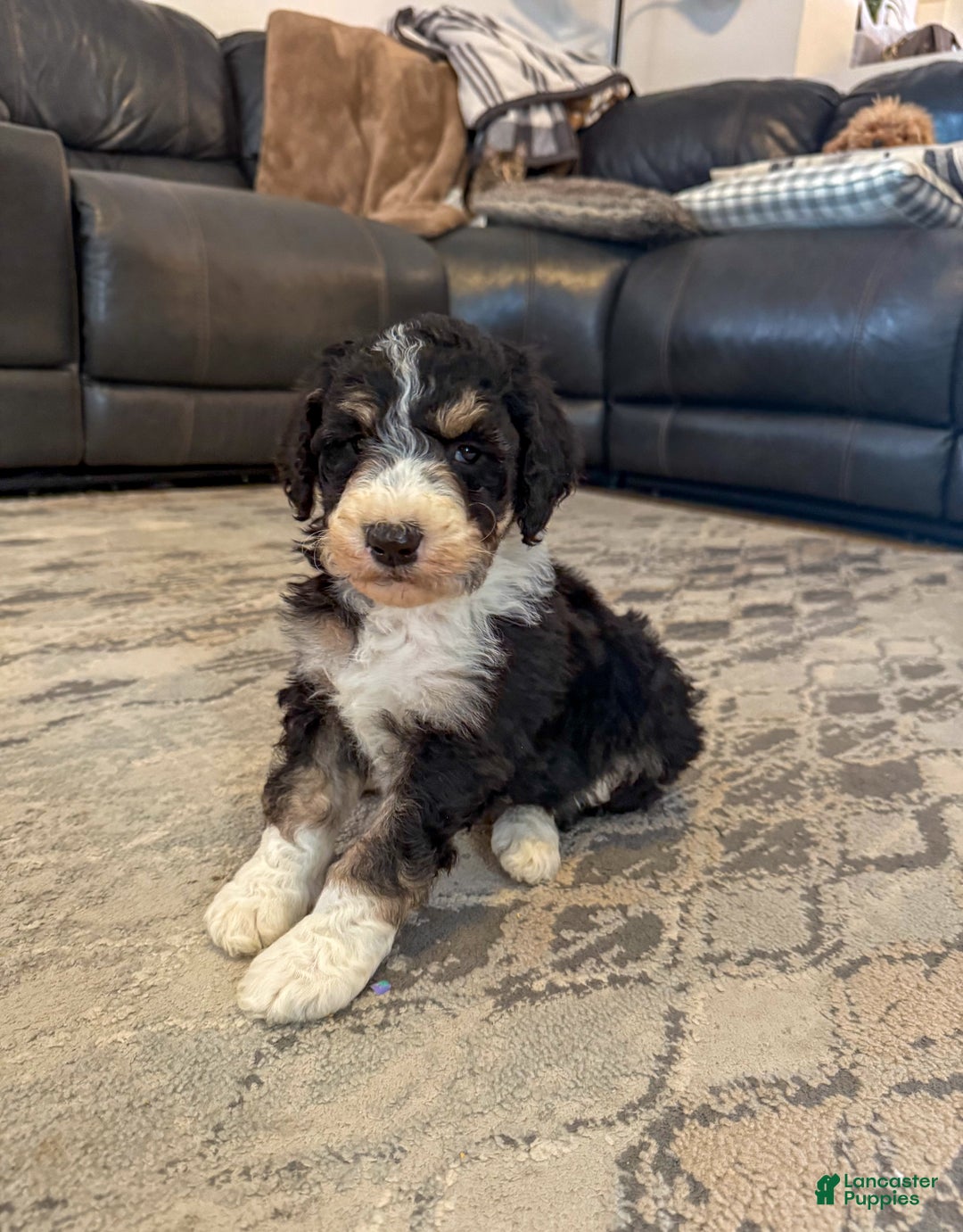Aussiedoodle dogs for sale: Lane - Ad 4