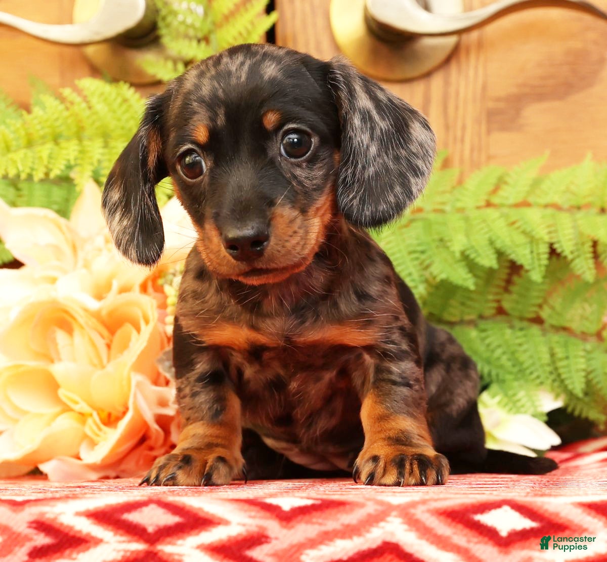 Miniature Dachshund dogs Debbie - Ad 27