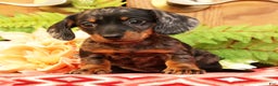 Miniature Dachshund dogs for sale: Debbie - Ad 1