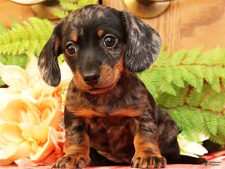 Miniature Dachshund dogs Debbie - Ad 30