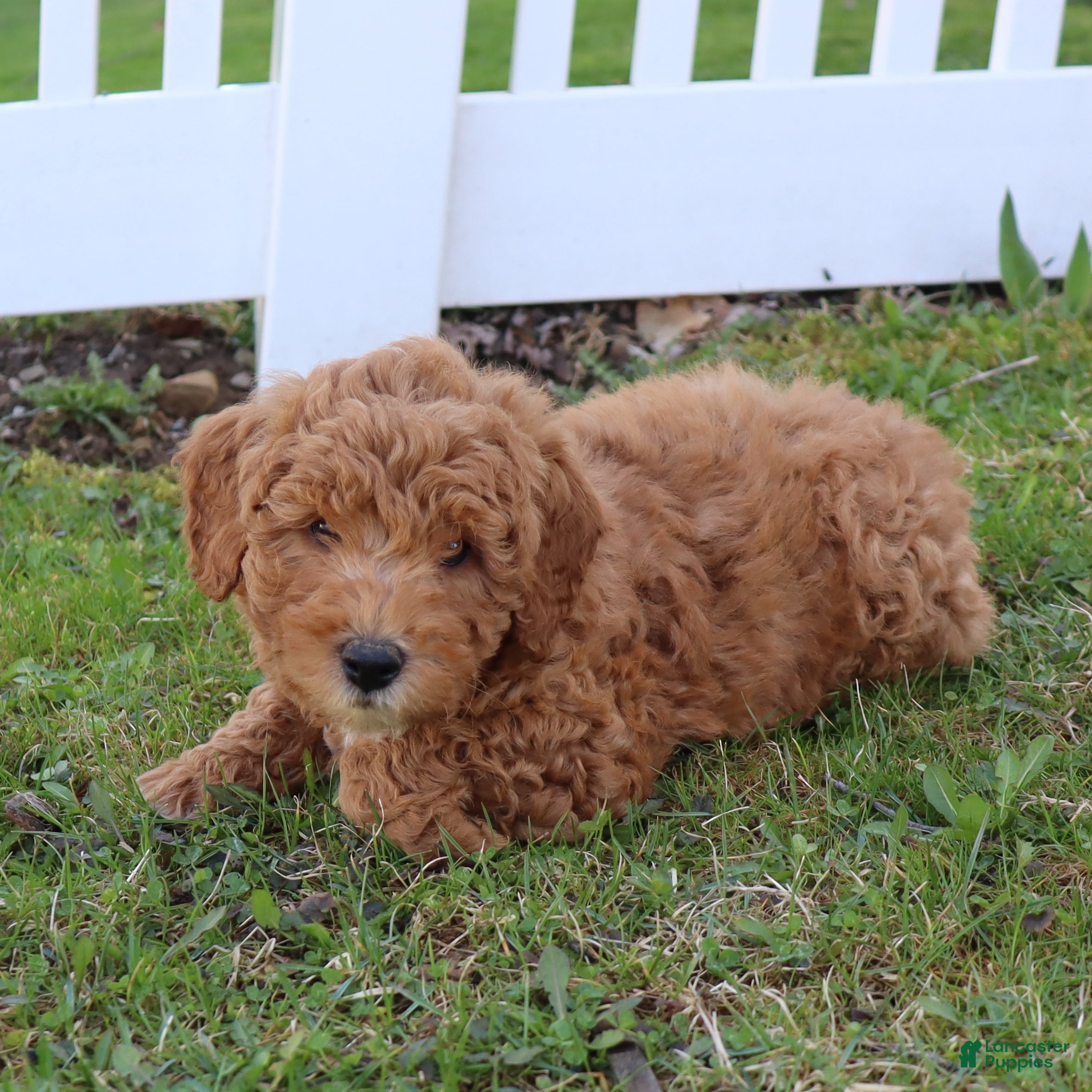 Mini Goldendoodle dogs Chuck - Ad 1