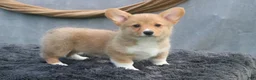 Welsh Corgi Pembroke dogs for sale: Drizzle - Ad 5