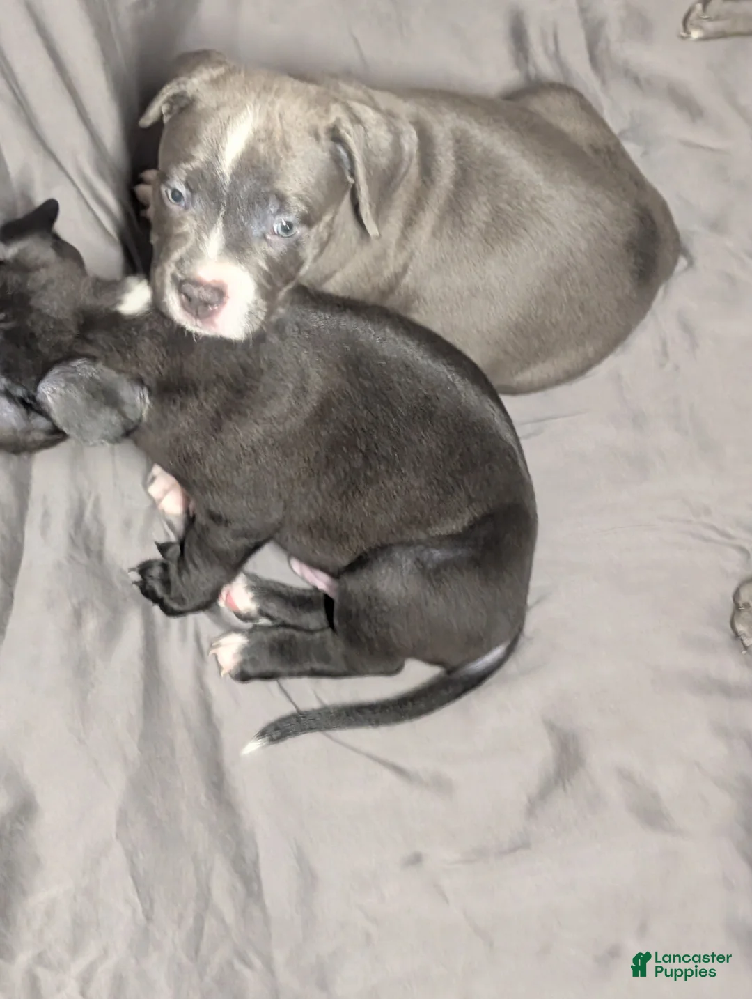 American Pit Bull Terrier dogs for sale: Roxy - Ad 2