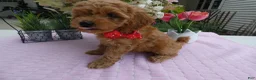 Toy Poodle dogs for sale: Toy Poodle 1 Milly - Ad 2