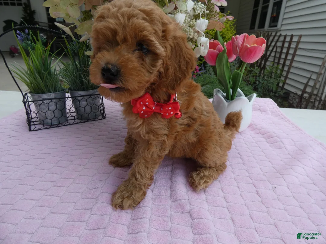 Toy Poodle dogs for sale: Toy Poodle 1 Milly - Ad 2