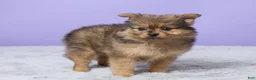 Pomeranian dogs for sale: Tony - Ad 3