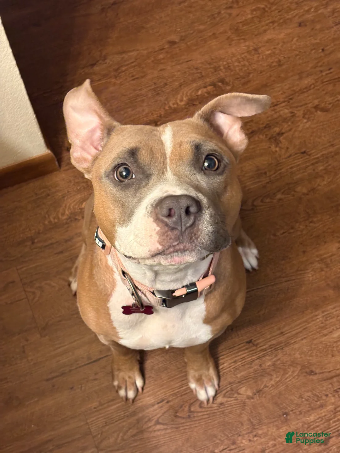 American Bully dogs for sale: American Bully 4 - Ad 3
