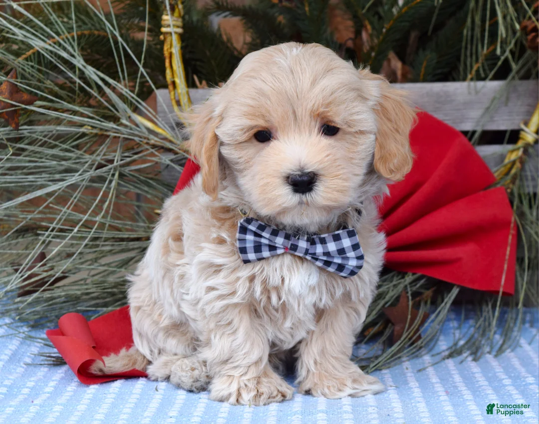 Maltipoo dogs for sale: Moe - Ad 6