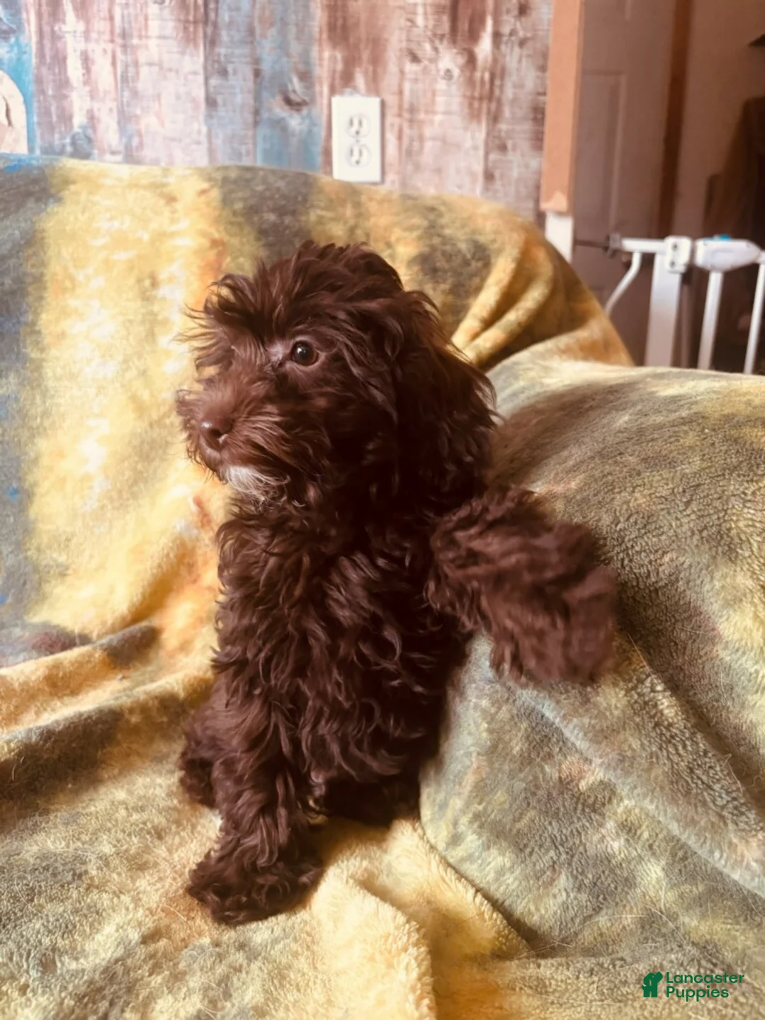 Mixed Breed dogs for sale: Mixed Breed Puppy 2 - Ad 2