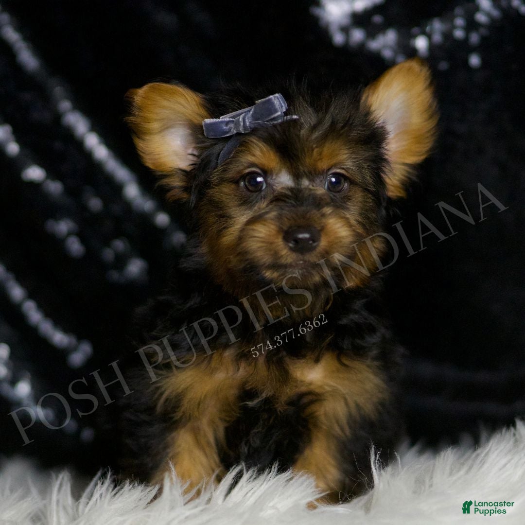 Yorkshire Terrier dogs Shadow - Ad 30