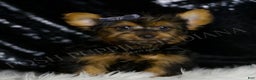 Yorkshire Terrier dogs for sale: Shadow - Ad 1