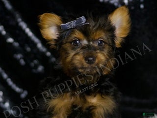 Yorkshire Terrier dogs Shadow - Ad 31