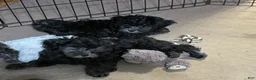 Shihpoo dogs for sale: Shihpoo 4 - Ad 4