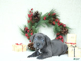 Cane Corso dogs Rover - Ad 13