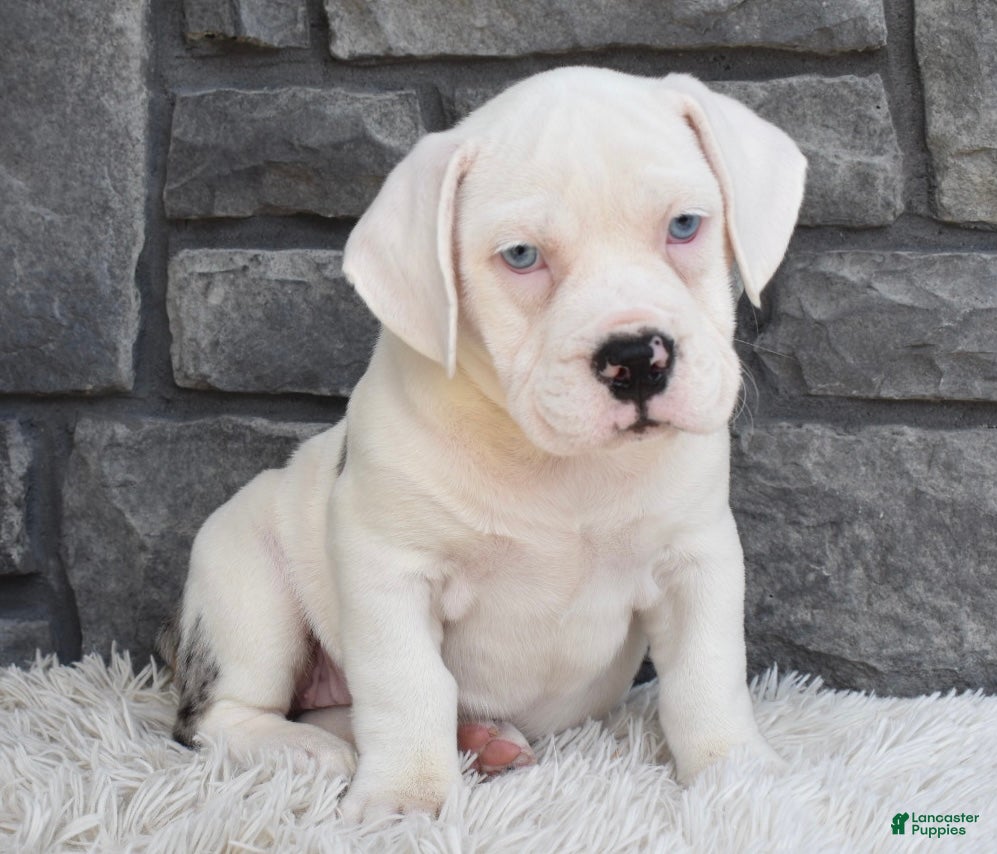 Beabull dogs Ava - Ad 2