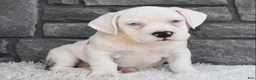 Beabull dogs for sale: Ava - Ad 2