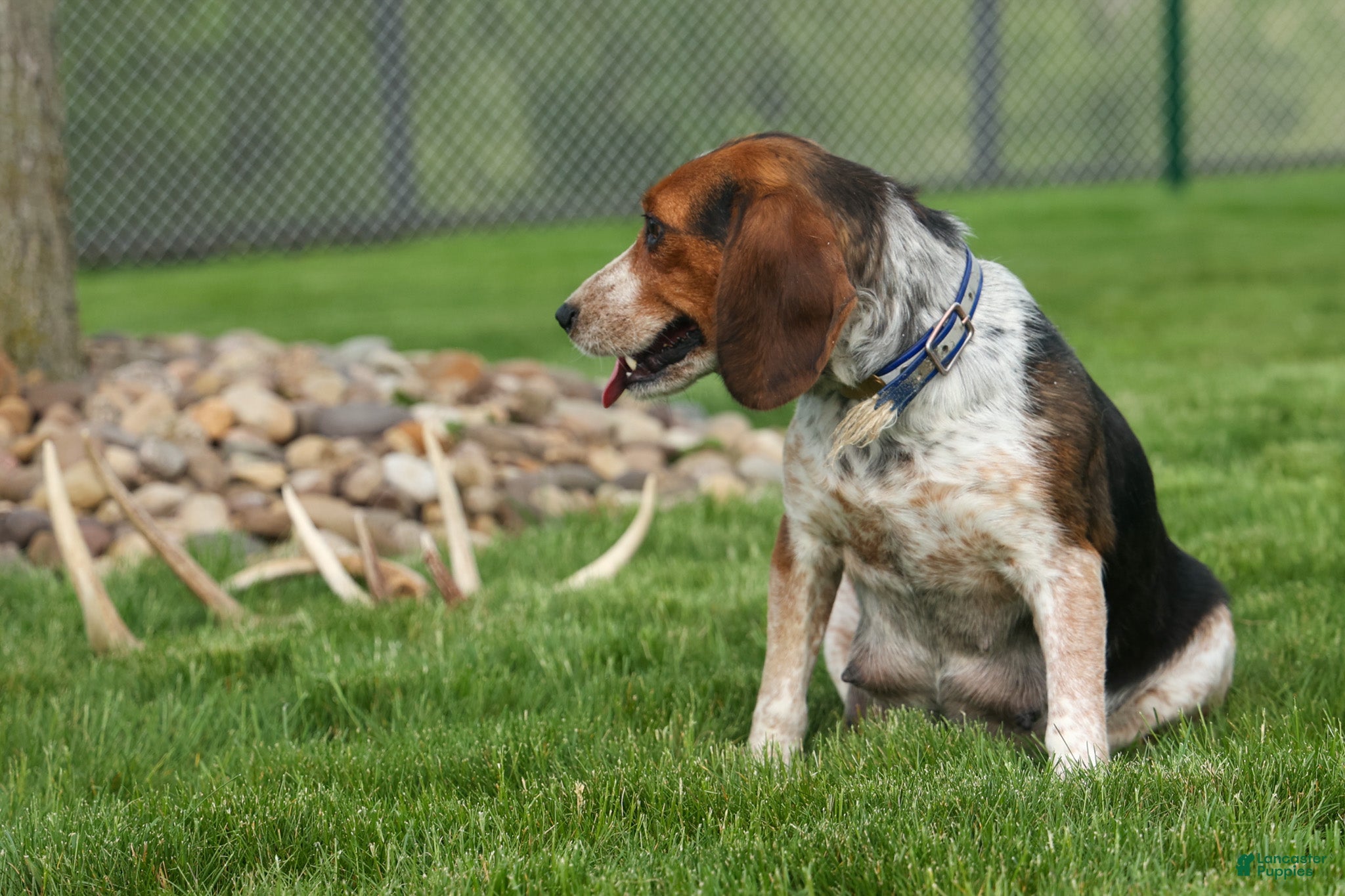 Breezy Knoll'S Sandy 