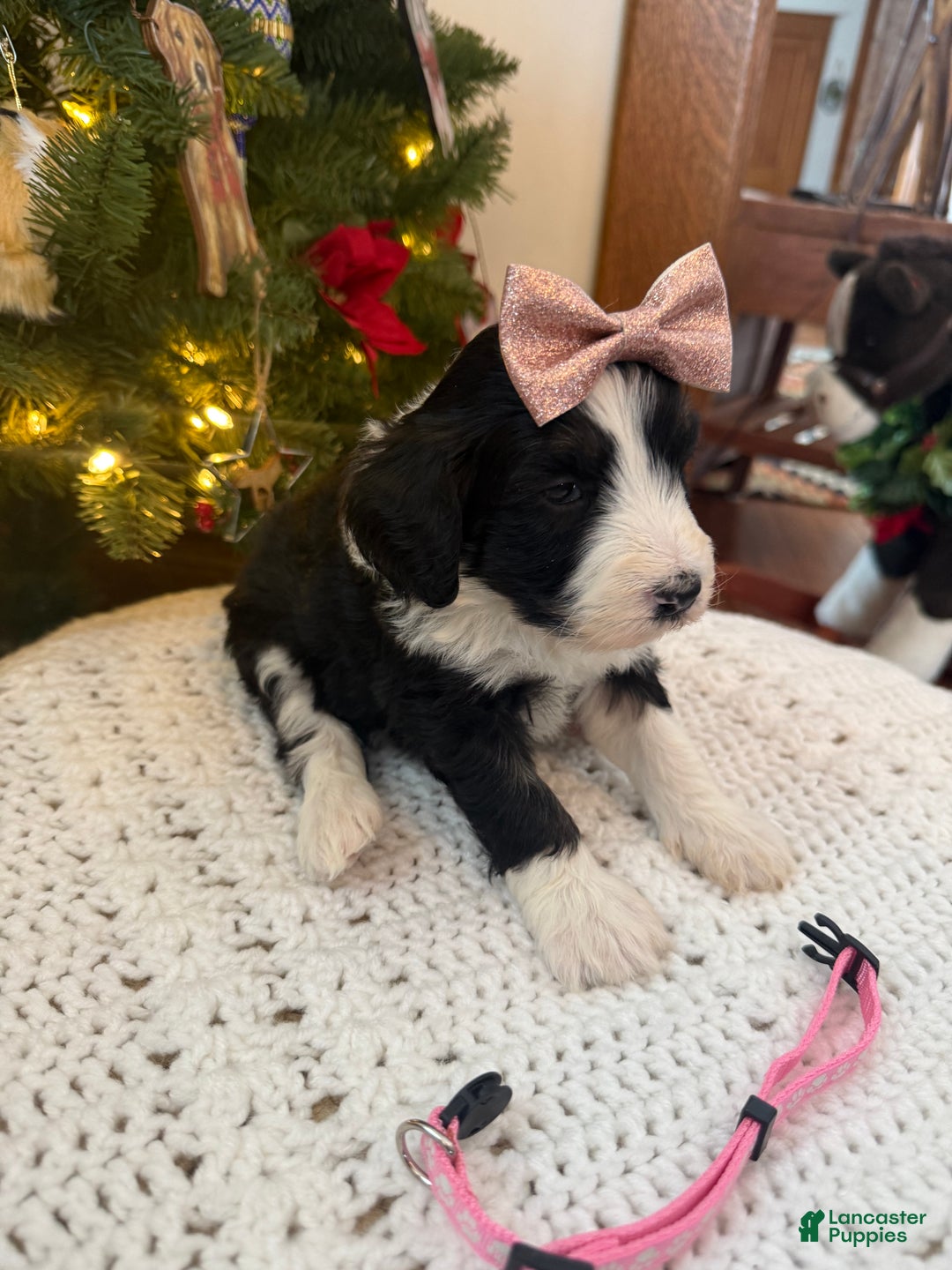 Mixed Breed dogs for sale: Frida - Ad 3