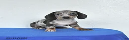 Miniature Dachshund dogs for sale: Maggie - Ad 1