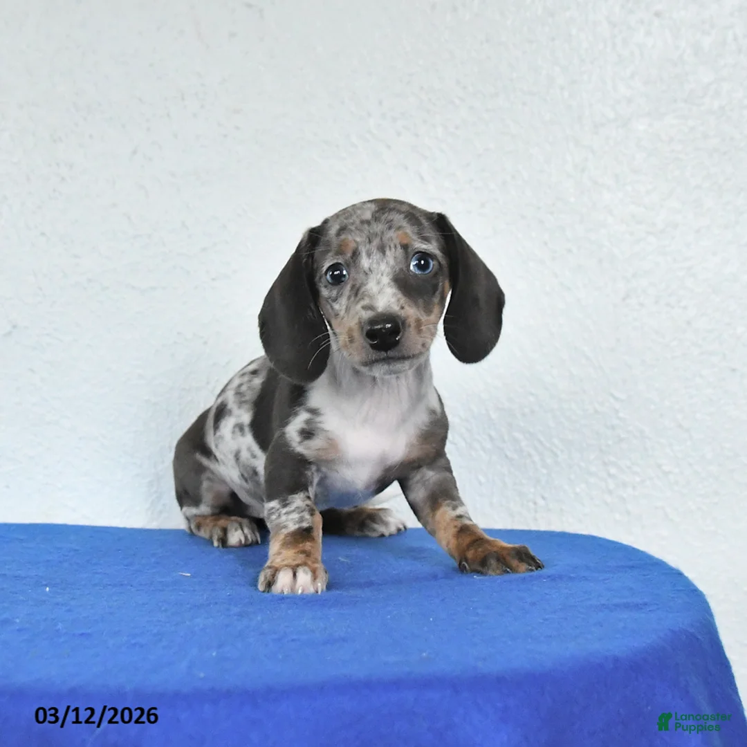 Miniature Dachshund dogs for sale: Maggie - Ad 1