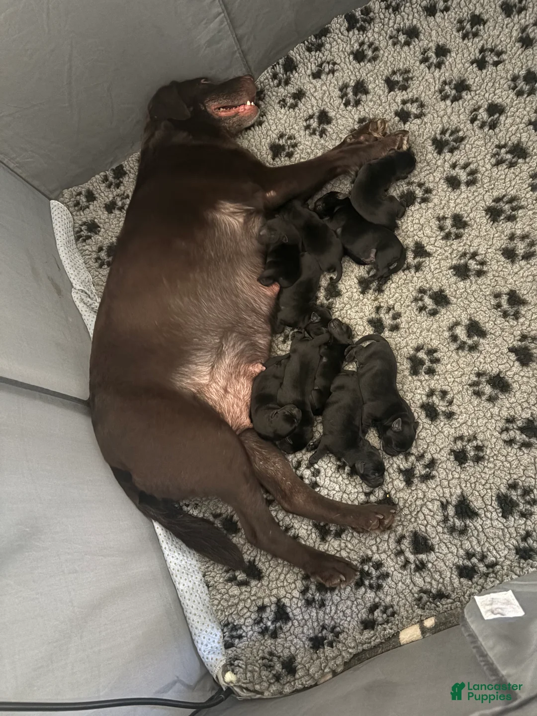 Labrador Retriever dogs for sale: Labrador Retriever Puppy 3 - Ad 1