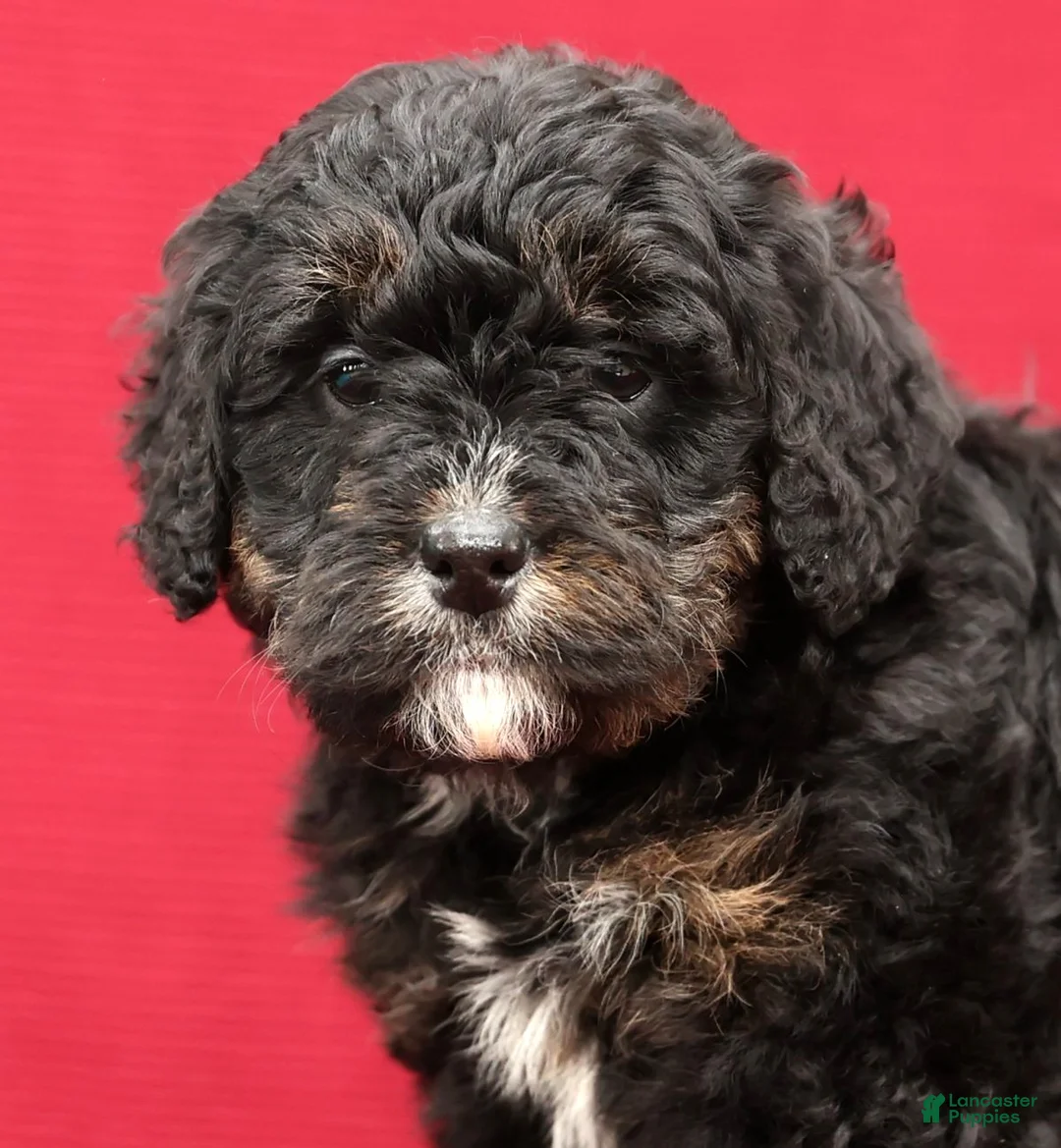 Mini Bernedoodle dogs for sale: Vicky - Ad 9